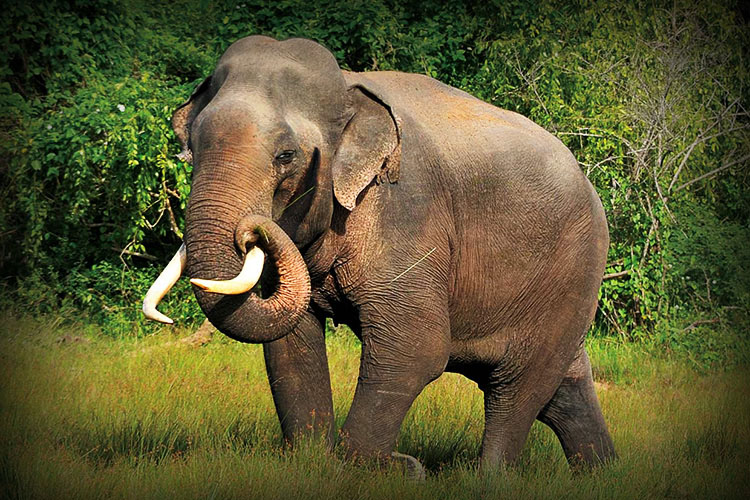 Wildlife and Nature